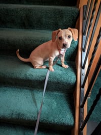 Flapjack - Photo 3