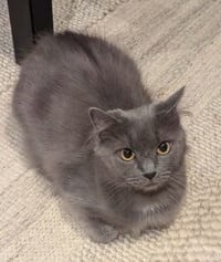 Stella - Photo 1