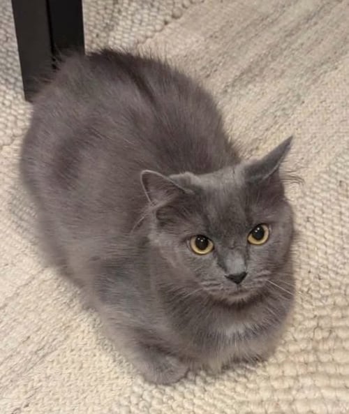 STELLA - Domestic Medium Hair available for adoption