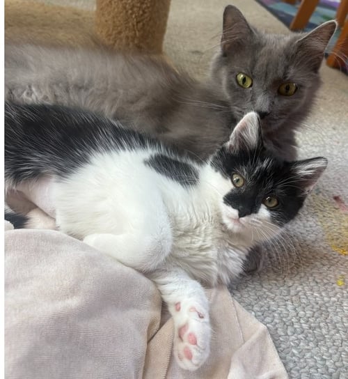 STELLA - Domestic Medium Hair available for adoption