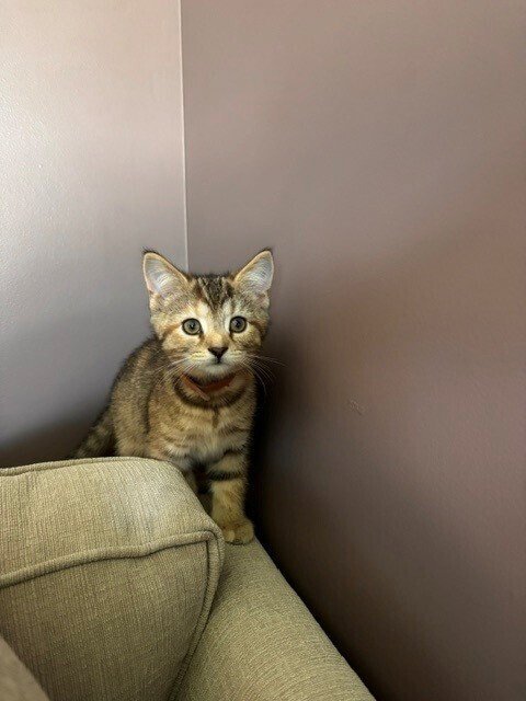 TINK - Domestic Short Hair available for adoption