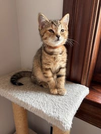 Tink - Photo 3