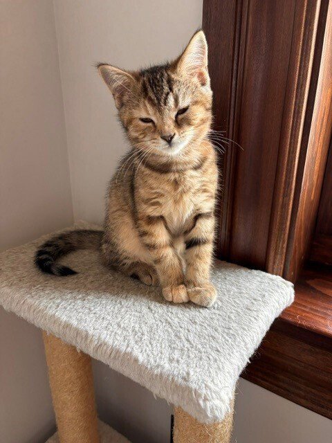 TINK - Domestic Short Hair available for adoption