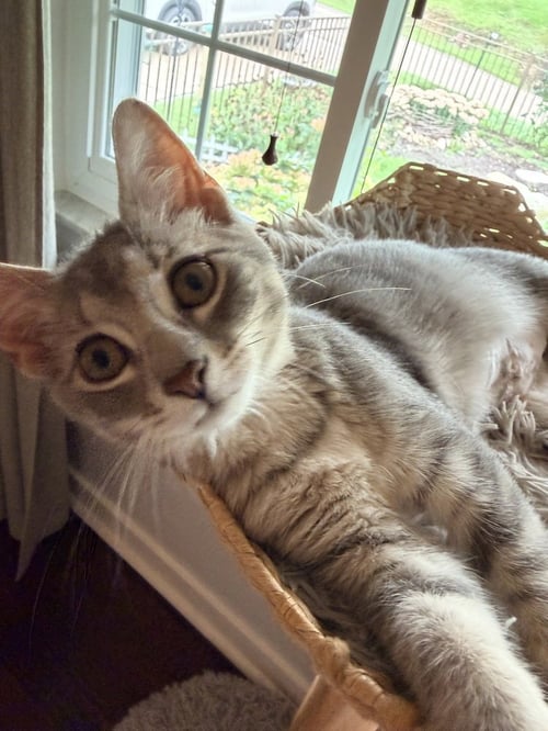 HAZEL - Domestic Short Hair available for adoption