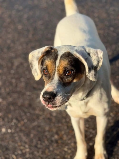BENJI - Terrier available for adoption