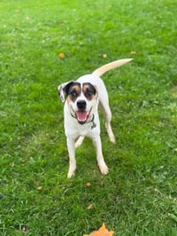 Benji - Photo 1