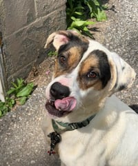 Benji - Photo 4
