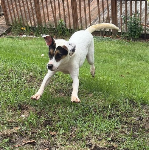 BENJI - Terrier available for adoption