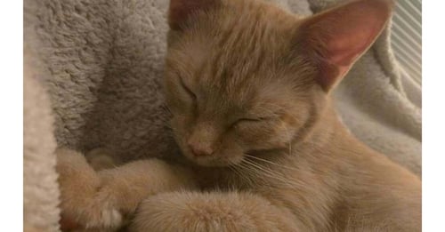 SANDY - Domestic Short Hair available for adoption