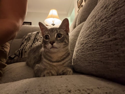 HAWTHORN - Domestic Short Hair available for adoption