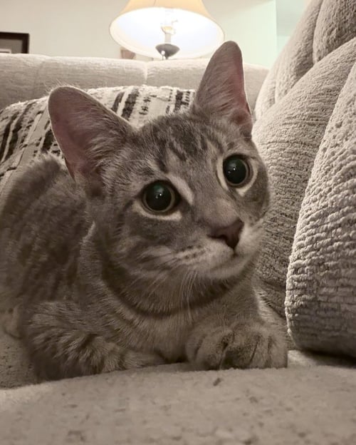 HAWTHORN - Domestic Short Hair available for adoption