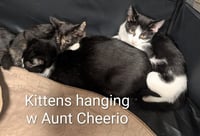 Cheerio - Photo 3