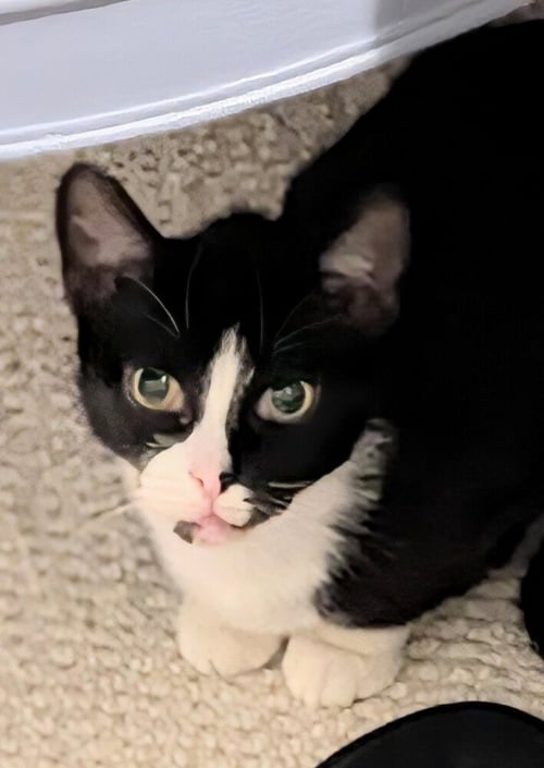 CHEERIO - Domestic Short Hair available for adoption