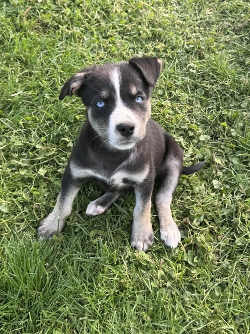 DIAMOND - Husky available for adoption
