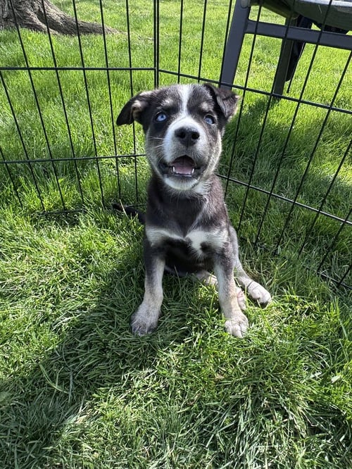 DIAMOND - Husky available for adoption