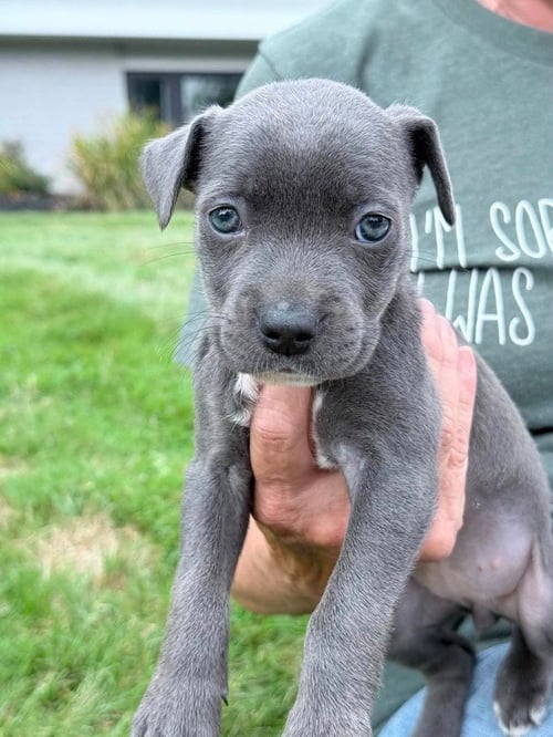 BELLA