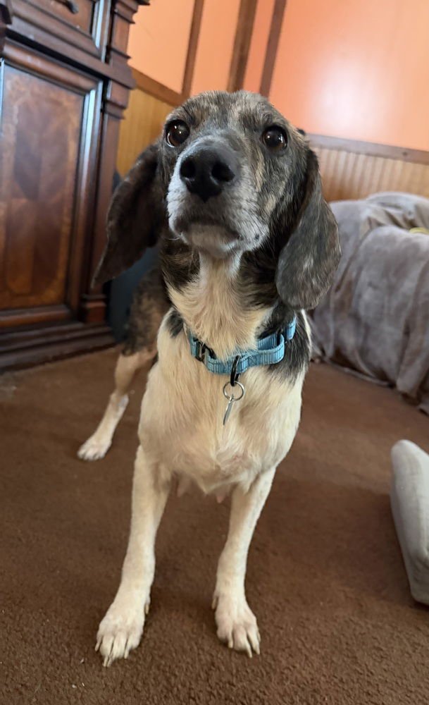 LILA-ANN - Beagle available for adoption