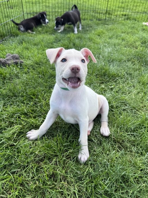 HOMER - Husky available for adoption