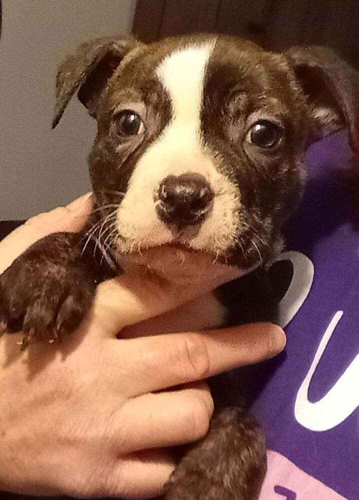 TANSY - American Staffordshire Terrier available for adoption