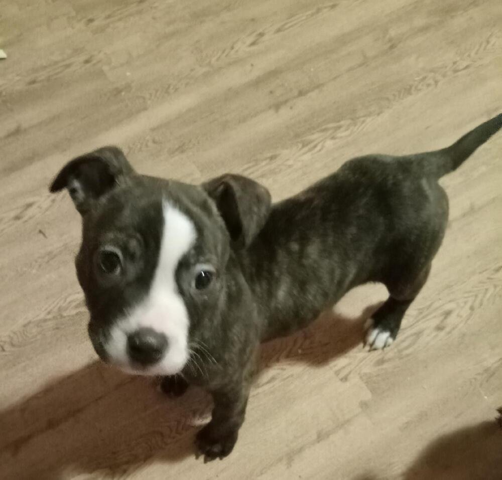 TANSY - American Staffordshire Terrier available for adoption