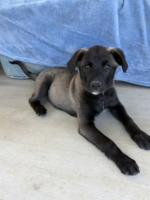 WINDSOR - Labrador Retriever / Husky available for adoption