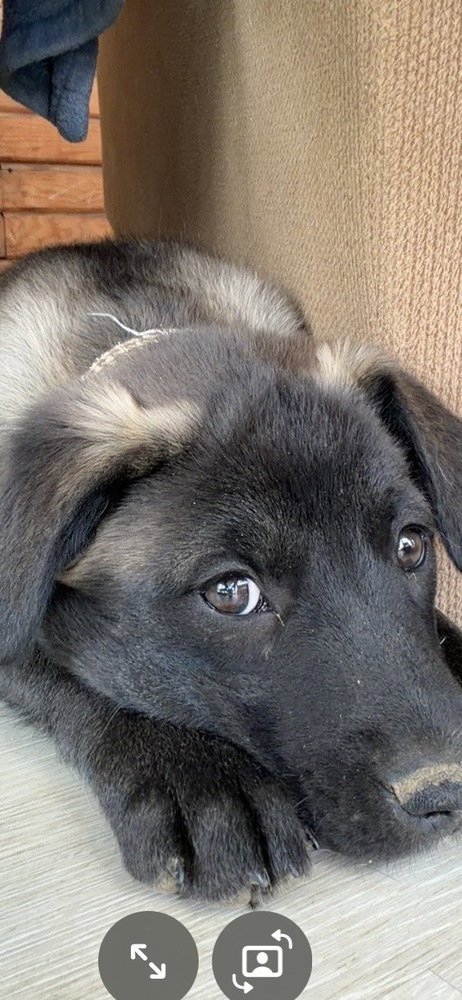 WINDSOR - Labrador Retriever / Husky available for adoption