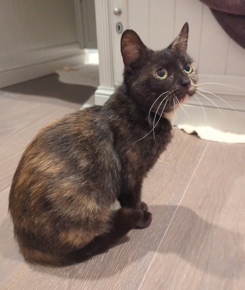 GRANOLA - Domestic Short Hair / Domestic Short Hair available for adoption