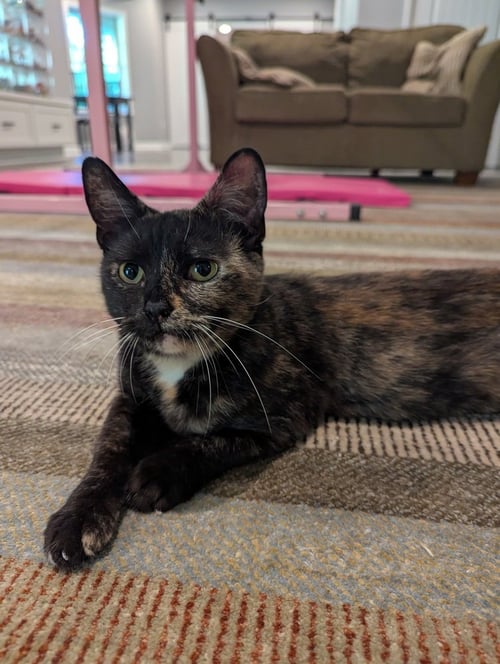 GRANOLA - Domestic Short Hair / Domestic Short Hair available for adoption