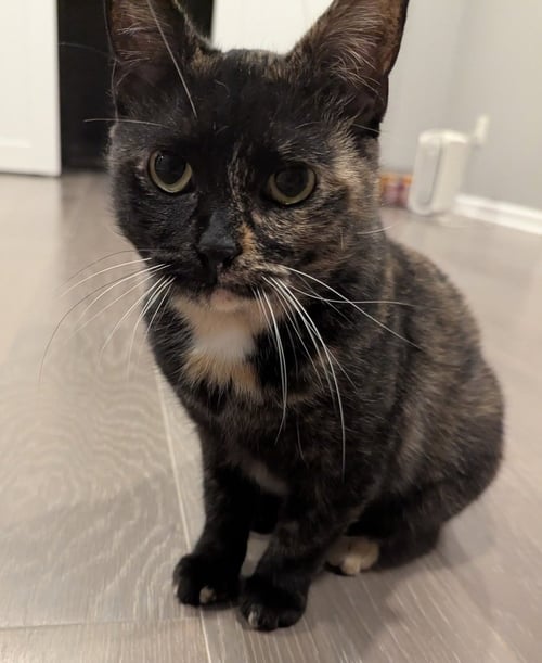 GRANOLA - Domestic Short Hair / Domestic Short Hair available for adoption