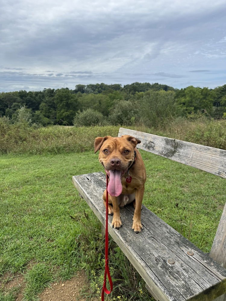 CAILLOU - Terrier / Basset Hound available for adoption
