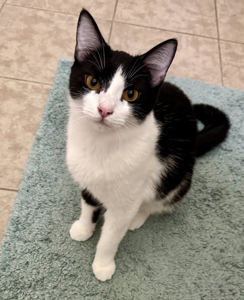 DOROTHY - Domestic Short Hair available for adoption