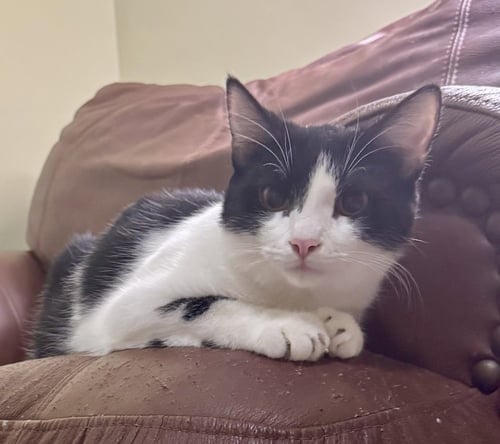 DOROTHY - Domestic Short Hair available for adoption