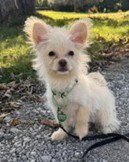 HONEY BUN - Chihuahua / Poodle (Miniature) available for adoption