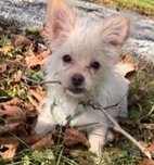 HONEY BUN - Chihuahua / Poodle (Miniature) available for adoption