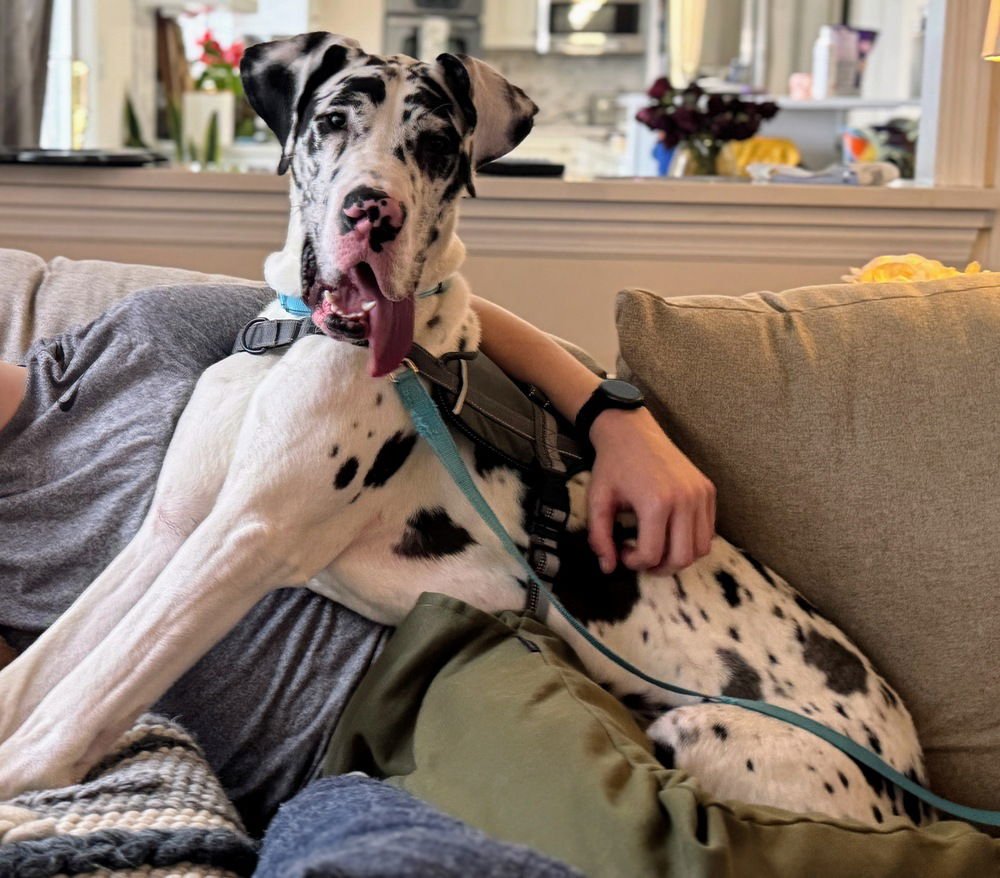 MIKEY - Great Dane for adoption in Pittsburgh