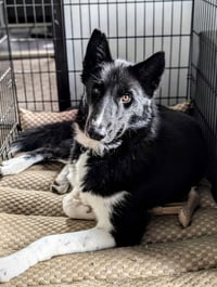 Zeus - Photo 2
