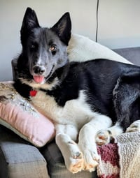 Zeus - Photo 1