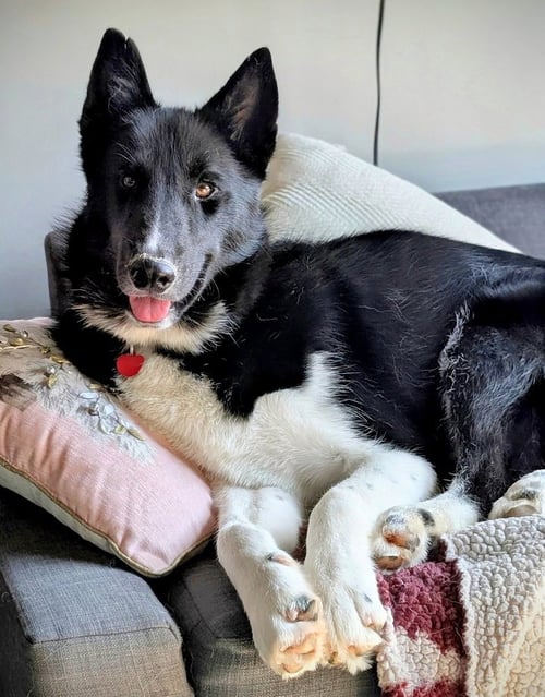 ZEUS - Siberian Husky available for adoption