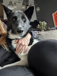 Zeus - Photo 3