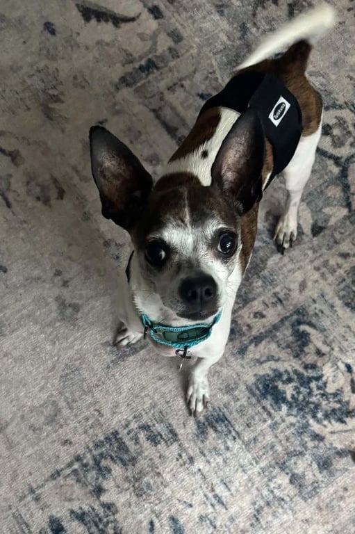 Bruno Image