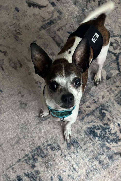BRUNO - Chihuahua available for adoption