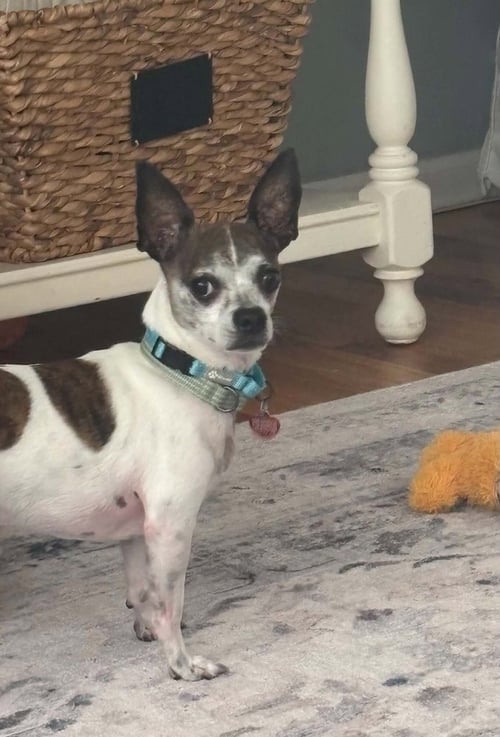 BRUNO - Chihuahua available for adoption