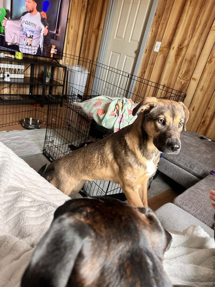 ANNIE - Shepherd / Labrador Retriever available for adoption
