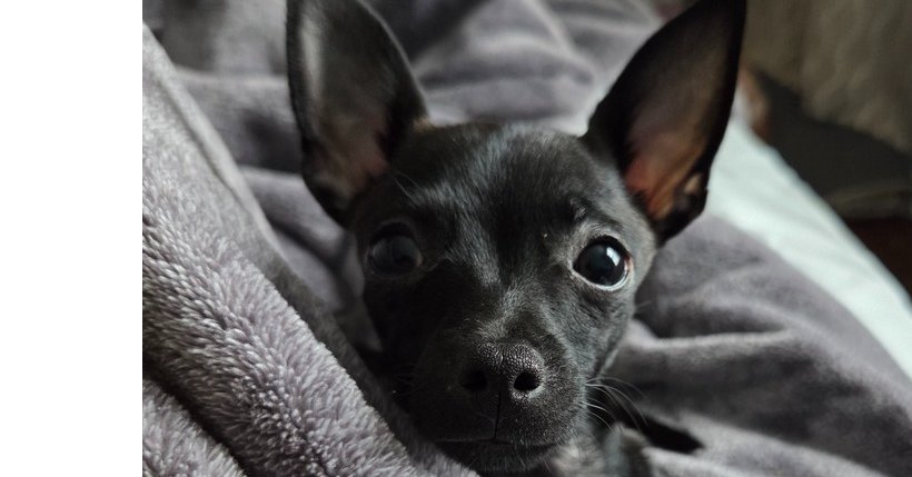 PETE - Chihuahua / Italian Greyhound available for adoption