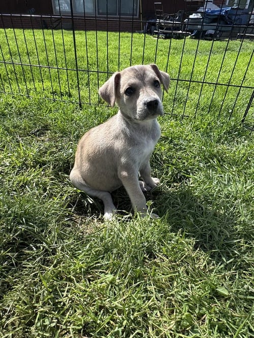 WRIGLEY - Husky available for adoption