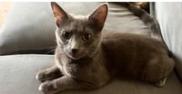 Ripley - Photo 1