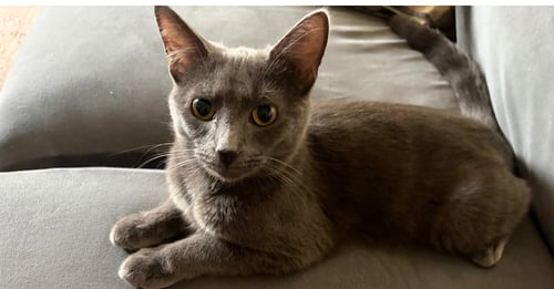 RIPLEY - Domestic Short Hair / Domestic Short Hair available for adoption