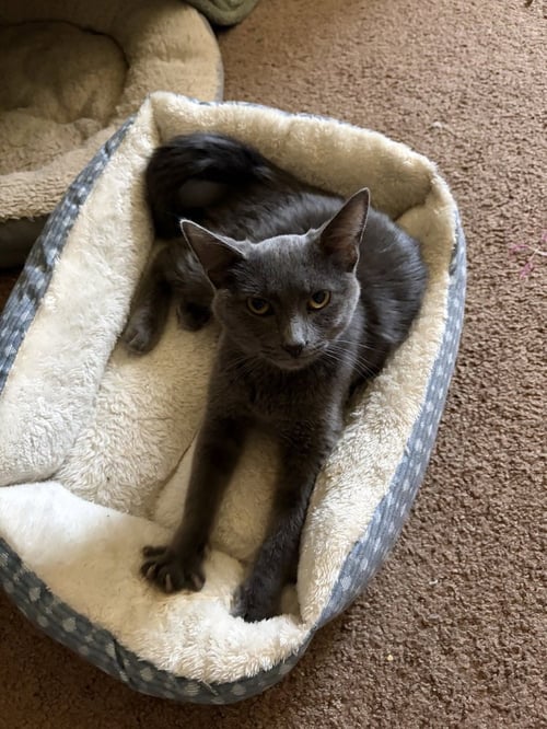 RIPLEY - Domestic Short Hair / Domestic Short Hair available for adoption