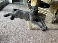 Ripley - Photo 3