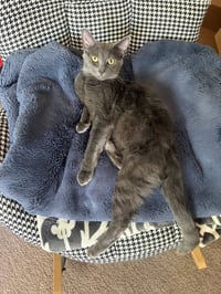 Ripley - Photo 4